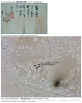 The upper photo shows an original material, and the lower photo shows starch grains (Oryza sativa) entangled with kozo fibers.