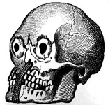 A black and white drawing a skull with cord-­like objects through the nasal cavity.