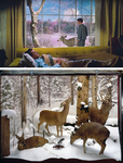 Top: Static shot of a living room from All That Heaven Allows. In the foreground, a man sleeps under a blanket on a yellow couch. In the background, a woman gazes out a large-­paned window at a deer standing just outside the window, in a winter landscape. Bottom: A museum diorama of four taxidermied deer arranged in a snowy woodland scene.