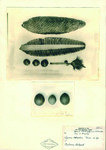 Sepia photograph of an herbarium sheet with Cycas wadei structures. From top to bottom with center alignment, the sheet holds a cross-­section of a cycad cone featuring the outside of the cone, another cross-­section of a cycad cone featuring the inside of the cone, and three ovules arranged in a horizontal line with a fourth developing ovule still affixed to the cycad’s original reproductive structure, which is not pictured. Below the cones and ovules are three seeds arranged in a horizonal line. The lower right-­hand corner of the herbarium sheet has an herbarium label that reads “Herbarium of the New York Botanical Garden, Plants of the Philippine Islands, Sheet 6, Mr. H. Brown, Cycas wadei Merrill n.sp., Culion Island.” The diamond-­shaped stamp at the center bottom of the sheet reads “New York Botanical Garden.”