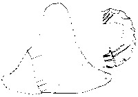 Fig 89: Inscribed Material from Bīr Shawīsh 34 shows jar lid with uncertain decoration, may be a sprig or a branch. It has a dimension of height 6.0 cm. The disc circumference seems scalloped.