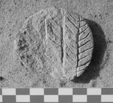 Fig 79: Inscribed Material from Bīr Shawīsh 18 shows a jar lid with four sprigs. It has a dimension of height 4.5 cm and maximum diameter 5.6 cm.