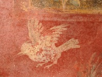 Fig. 1.39. Viridarium 70, west wall, detail of bird, workshop B. Photo: P. Bardagjy.