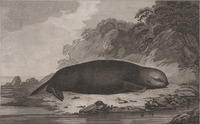 An engraving of a sea otter on a beach.