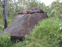 A large brown-gray boulder with grass in the forefront of the picture and forest behind and featuring a crevice near the top, out of which grows a small sapling.