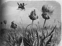 A black and white engraving of thistles, covered by ants, with an approaching beetle.