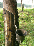 Color image of an old faded alto saxophone overlaid on the side bark of a rubber tree, depicting a similar shape to the hanging metal pail that captures latex draining from its tapped trunk.