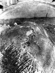 Fig. 3.17. Room 12, excavation photo showing the top surface of barrel vault. Photo: Archivio Fotografico della Soprintendenza Archeologica di Pompei [henceforth SAP] De Franciscis 9.33.