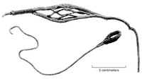 A photo of two sling fragments. Above, a close-up of a webbed cradle. Below, a close-up of a finger loop.