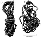 A photo of two bundles of cordage. The bundle on the left is wrapped tightly while the bundle on the right is loose.