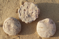 Fig 83: Inscribed Material from Bīr Shawīsh 23, 33, and 24 shows a jar lid with a cross in concentric circles, jar lid with uncertain decoration, and jar lid with crossing curvy lines.