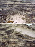 The top photo shows scattered human bones and artifacts in the foreground and a line of looters’ holes in the background. The bottom photo shows scattered human bones and several looters’ holes in the foreground.