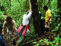 A woman leaning forward against a tree in the high rain forest with four other people nearby.