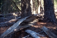 A color photograph of a crumbling wooden canoe in a forest.
