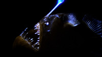 Anglerfish with an open mouth full of large teeth.