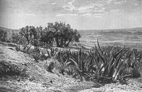 A black and white engraving of an open landscape, with vegetation such as cacti, agave, and other plants.