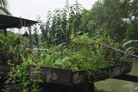 A wooden structure similar in size to a canoe planted with herbs such as cilantro and mint, as well as peppers and chilis, in the backyard of a family house by a river.