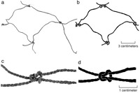 A photo of part of Net 2 from Structure 4 and a drawing of the same net. Below, a close-up photo of a knot and a drawing of the same knot.