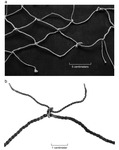 A photo of a fragment of a trammel net and a close-up photo of a knot.