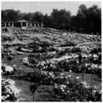 The Rose Garden at Fair Lane