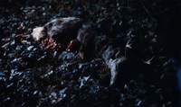 The remains of the carcass of a small buck lie on a ground strewn with leaves. The animal’s antlers remain, but its legs are missing, and its entrails are falling from its body.