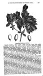 Drawing of “The Miraculous Berry of Western Africa” from William P. Daniell, “On the Synsepalum dulcificum, De Cand.; or, Miraculous Berry of Western Africa,” Pharmaceutical Journal and Transactions 11 (1852): 445.