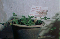 Sign for potted plant of name and United Statesge. Written in red.