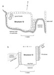 Two views of the Structure 12 burial cist. The first view is a drawing from an overhead angle that shows two gourd bowls inside the structure, a bedrock wall of quebrada surrounding the structure, a bedrock outcrop, and a tapia wall. The second view is a drawing from a north-south cross section of the structure that shows looters’ backdirt on a scree slope, a clay floor over bedrock, and fill stones.