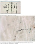 This upper photo shows an original material, and the lower photo shows bulks of kozo fiber patterns and starch grains (Oryza sativa).