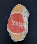 Fig. 1.25. Room 31, fresco fragment of a cinnabar-red medallion with antelope. Photo: P. Bardagjy.