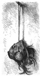 A black and white drawing of a human head in a state of mummification, hanging from a rope through its mouth.