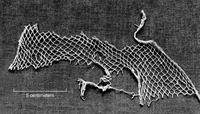 A photo of a net fragment.