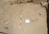 Fig 8: Image of a deposition layer in House 3 with pottery assemblage by the eastern wall of Room 11. Seen are three table amphorae, a large storage vessel, a lid, a siga barrel, a cooking pot, two lamps and few more pottery fragments.