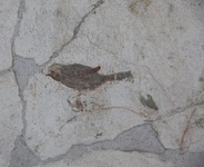 Fig. 1.34. Porticus 60, west wall, detail of bluebird on panel 15 lower left, workshop A. Photo: P. Bardagjy.