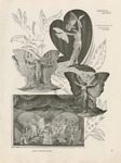 A theater program page, with four black-and-white images of revue dancers dressed as butterflies with large, fanciful wings. The images are collaged on the page with botanical sketches behind them in a light grey tone. The bottom-most image features a stage scene with nine dancers in costume, while the three images above them are solo dancers.
