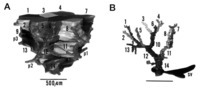 Images of a model that is also an artistic reconstruction comparable to Sanctacaris in Fig. 4C. A is the front view of a secondary parenchymal unit (left) and B shows the central venular tree that drains it. In the original, colour coding is used to differentiate the primary units of which the whole is composed. This coding is lost in monochrome reproductions (after Teutsch et al. 1999: fig. 4; copyright of J. Wiley & Sons, Inc.).