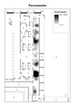 Fig. 18.46. Porticus 60, KDE analysis, pavonazzetto. Plan: D. Taelman.