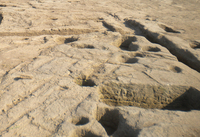 Plough marks damaging the archaeological strata and bedrock in Area A.