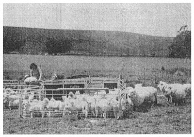 A husband and wife working with lambs. Besides castrating the males, the couple are removing the animals' tails so that dung will not become matted in the fleece. The family is at a relatively early stage of the developmental cycle, when the woman's work on the property is an essential part of the farm's operation. Eventually the farmer will hire casual help to assist with jobs like this.