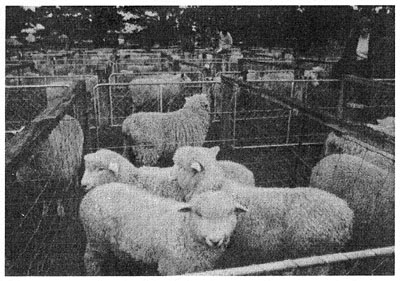 Sheep being exhibited at the Agricultural and Pastoral Association show in South Downs. Annual shows of this kind are held throughout New Zealand, providing a context in which local farmers may compete over the quality of their stock and other farm products.