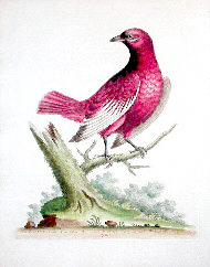 A bird native to northern South America, the pomadour cotinga (Xipholena punicea) was identified by Edwards in the early 1750s, about the time that pompadour became a fashionable color name in England.