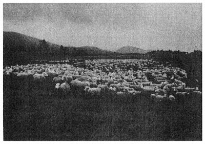 Shifting sheep on a down-country farm. Because the property was to be sold, the stock were being gathered for counting by the stock agents.