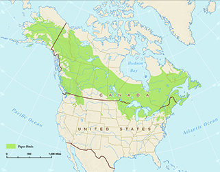 Range of the Paper Birch