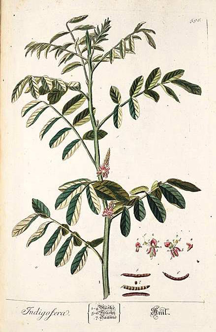 From Elizabeth Blackwell, Herbarium Blackwellianum . . . , vol. 3 (Nuerenberg, 1750-73), plate 596. Source: Elizabeth Blackwell, Herbarium Blackwellianum . . ., vol. 3 (Nuerenberg, 1750-73), plate 596.